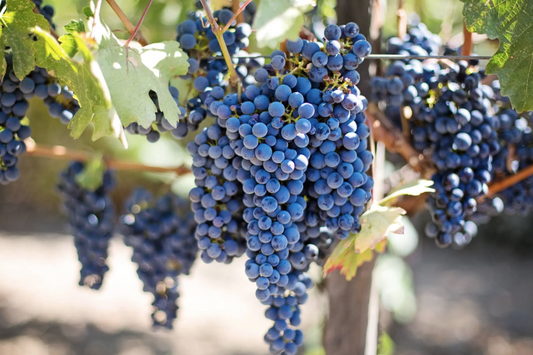 Can you recognize the Corvina grape?